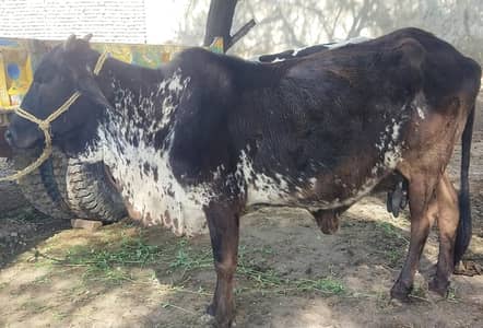 Cholistani pure Gaye or Bachha