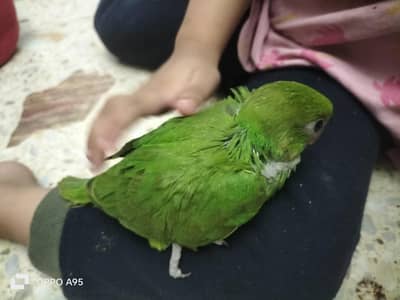 ringneck male babies and pair 03248203246 raw female