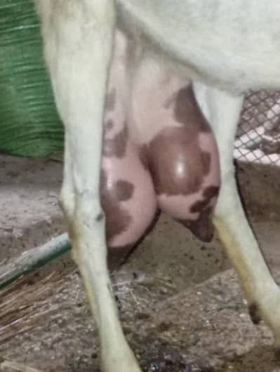 MashaAllah dood 2 kilo+ 03141446467