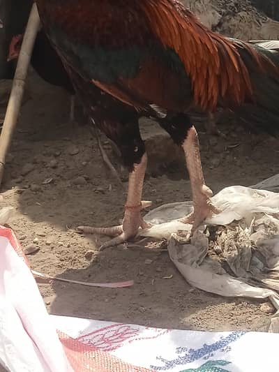 full active nail&tail