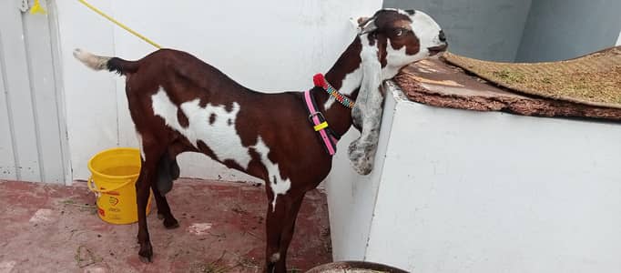 دیسی بکری | Pure Nagra dibi female | Milky Goat |Goat with kid | bakri