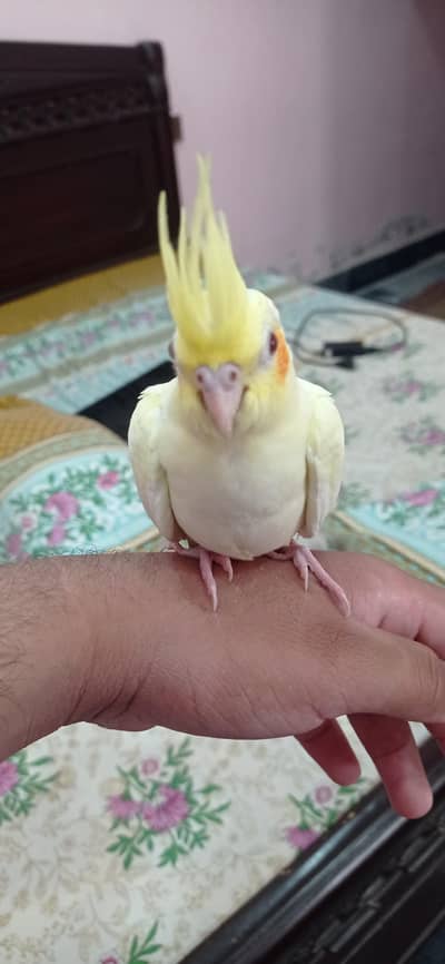 Hand tame parrot