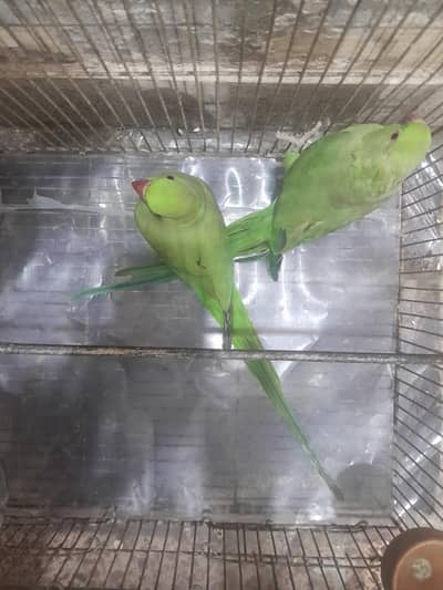 green parrots pair