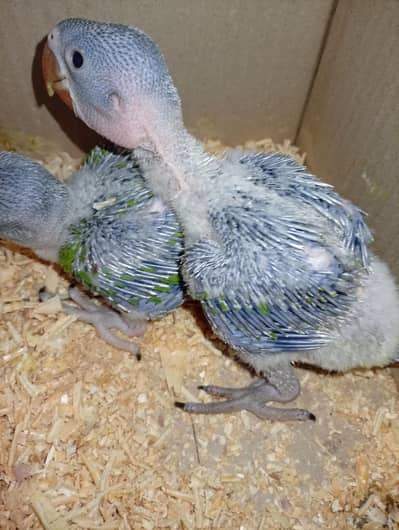 Kashmiri Raw/SunConor