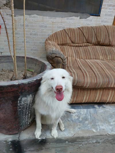 PINK NOSE. . FULL TRAINED