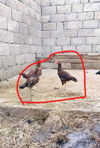 Pair for sale w/up number zero 3219974230