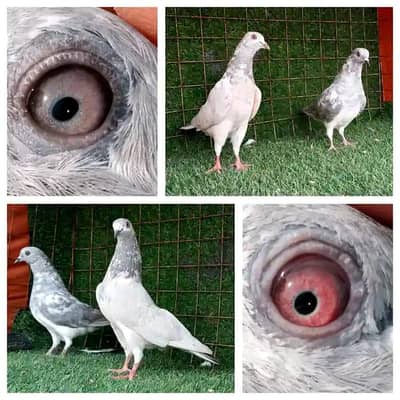 7 pair high flying joro waly