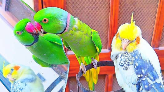 Handtame Parrots Talking