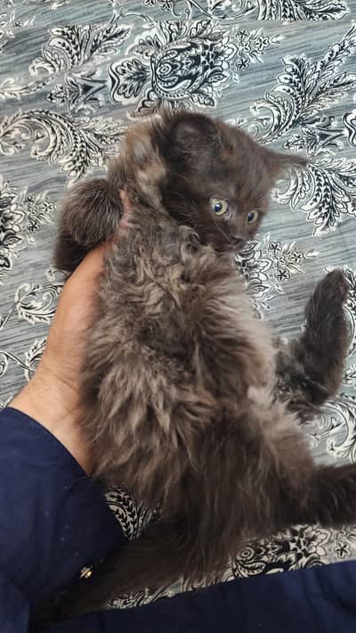 Persian kitten