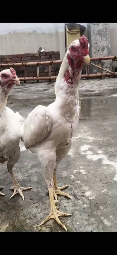 Premium Quality Aseel German-Japanese-Dragon-Thai-Aseels