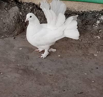 Pure White Indian Fantail Kabootar Pair  Healthy & Active