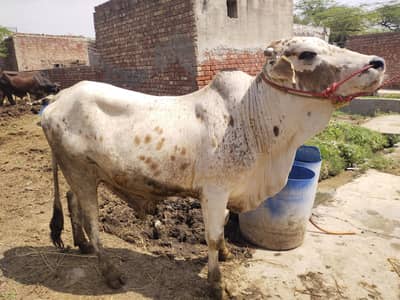 desi pure cholstani wacha qurbani 2026