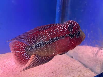 super Red dragon flower horn