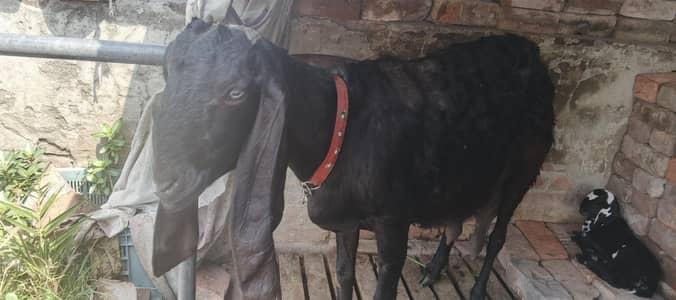 bakri or bacha