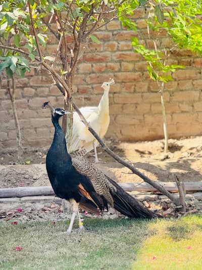 peacock 2 male 1 . bronze 1 black shoulder and 1 pair of paper white