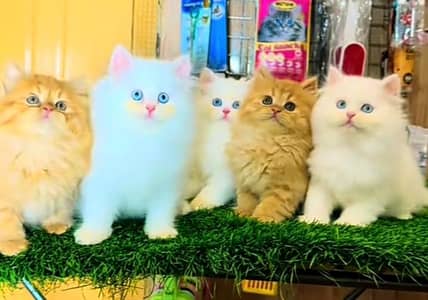 Cat Persian Persian kittens Blue eyes long hair 03/40\58/786\97:⁠,⁠-⁠)