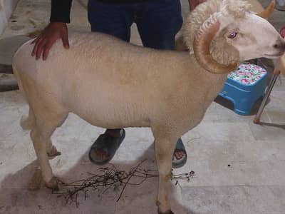 Healthy Qurbani Dumbai Available - Long Tail & Turkish Ram Jori