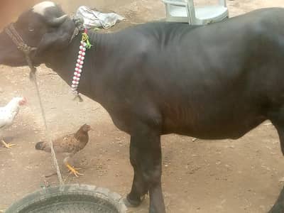 Buffalo / bhans / nelil ravi jhoti /cow /بھینس