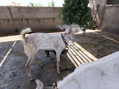 healthy and active pair