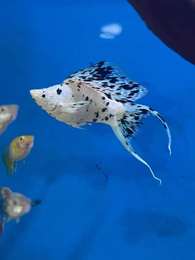 moon light balloon Molly