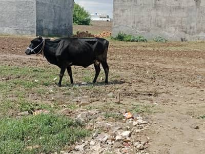 urgent cow for sale  8 kilo dhoodh ha dono time ka