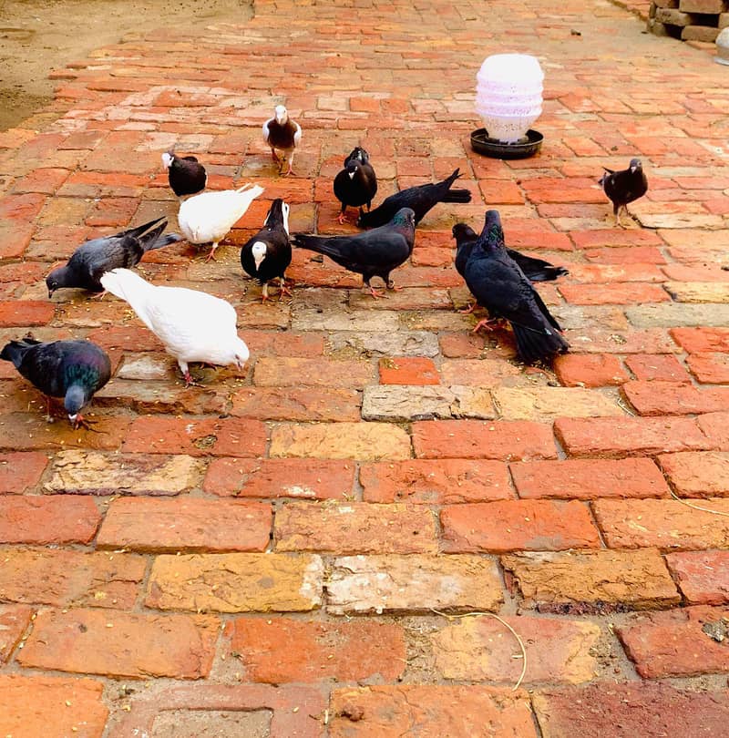 Pigeons 8