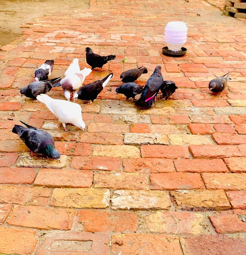 Pigeons 9
