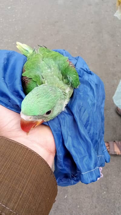 new badshah kashmiri