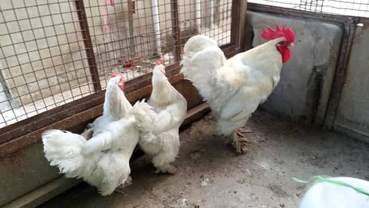 white heavy buff Cochin  1+2
