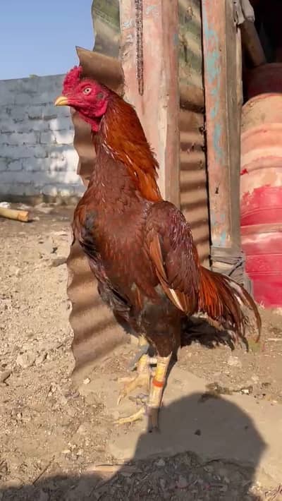 Aseel quality egg avelible urgent sell
