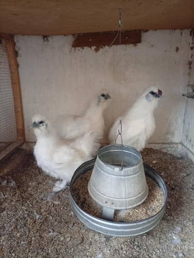 White Silky, Silver silky egg laying breeder pair for sale