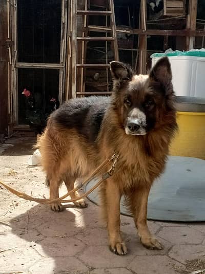 German Shepherd – 28 Months Old – Healthy & Trained