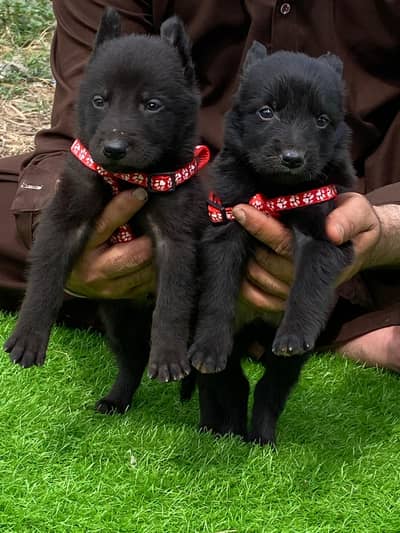 German Shepherd puppy | double Coat puppies | Dog For Sale | GSD