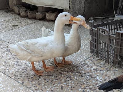 Pure White Ducks