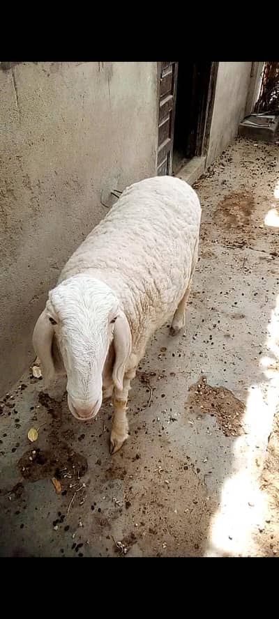 larkana dumba female