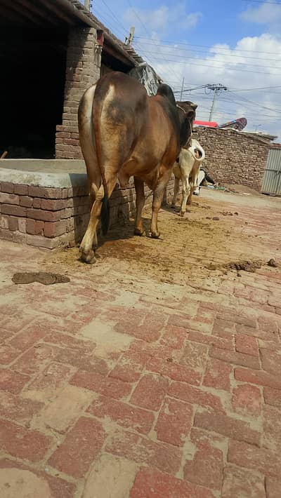 bull available for sale