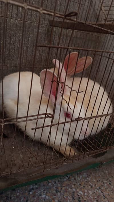 white rabbits red eyes