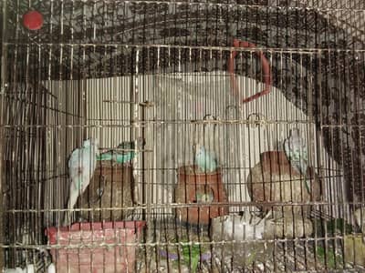 Australian Budgie Parrots