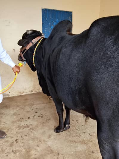 Dhani Cross دھنی کراس