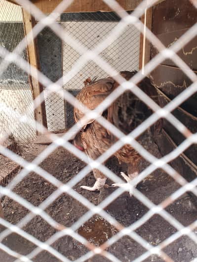 I am selling my aseel pair.