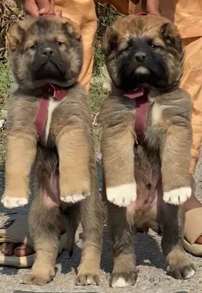 kurdish kangal | kurdish puppy | kurdish kangal security dog for sale