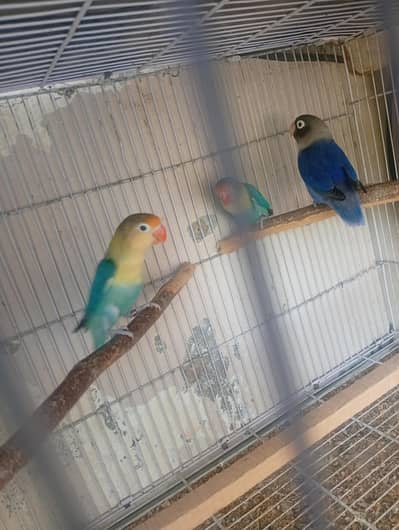lovebird breeder pairs
