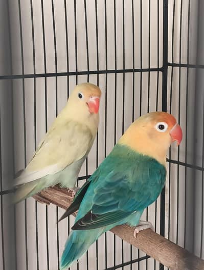 Love bird pair