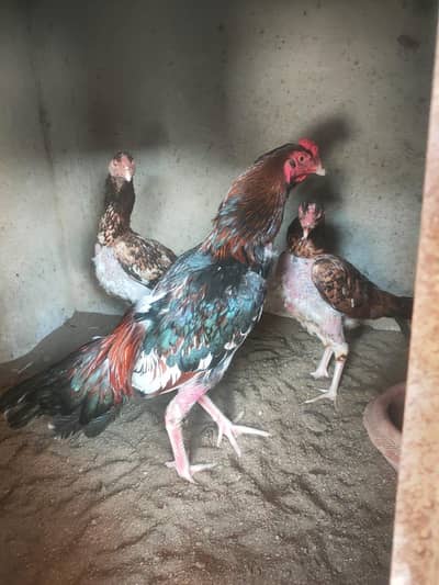 Aseel Trio set For sale