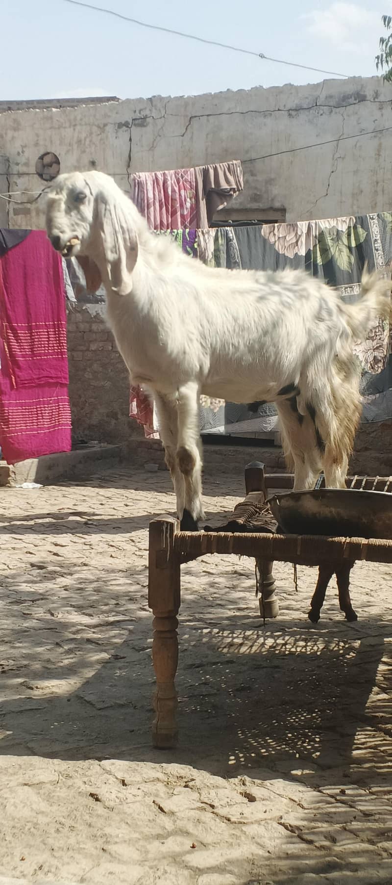 Bakra 1