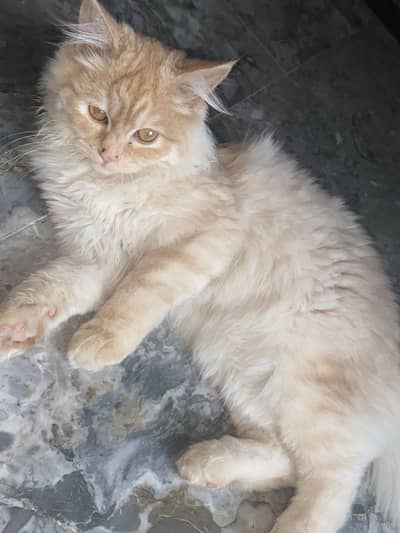 Persian cat for sale