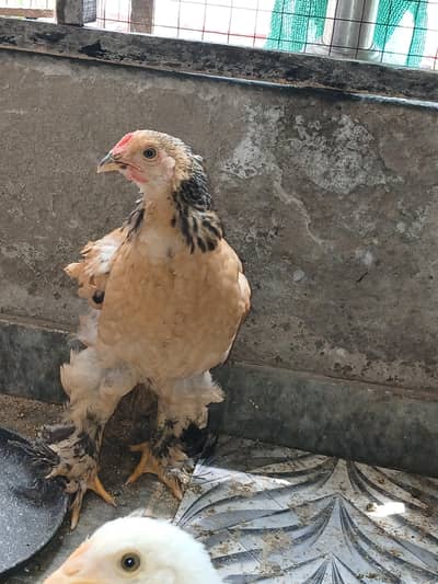 fancy breed hens chiks