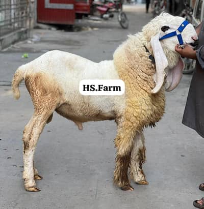 Heavy Weight kajla fresh 4 dant for sale