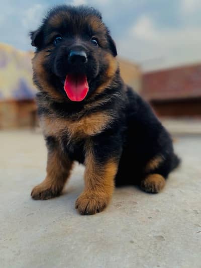 Pure German Shepherd Puppy