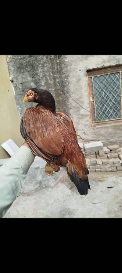 Mianwali home breed madi 4500 se kam wale rabta na karin
